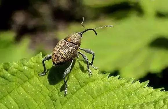 葡萄二星叶蝉虫害防治方法,葡萄的虫害有哪些