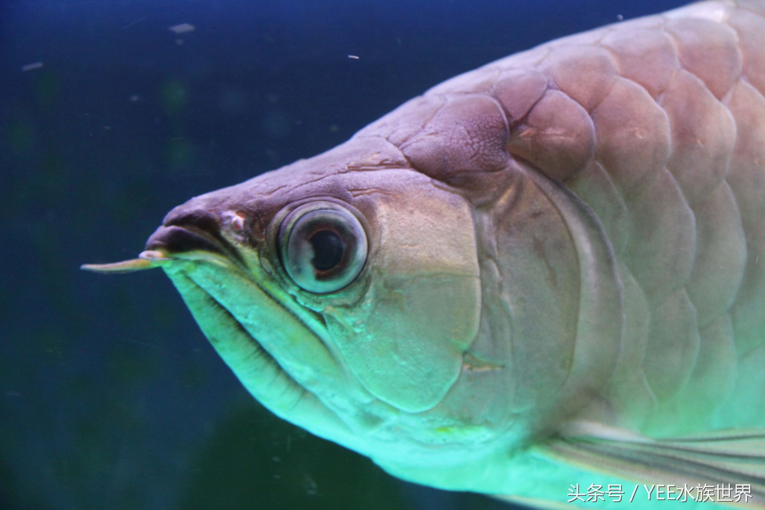 龙鱼怎么救治,龙鱼生病了翻肚了怎么办