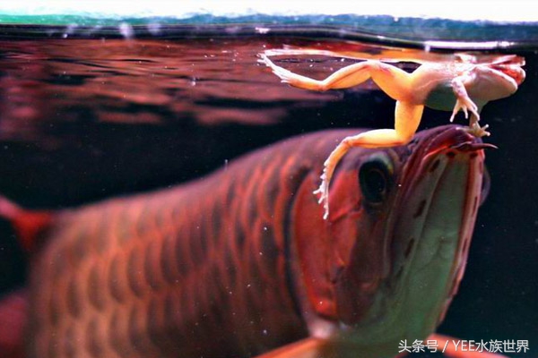 龙鱼怎么救治,龙鱼生病了翻肚了怎么办