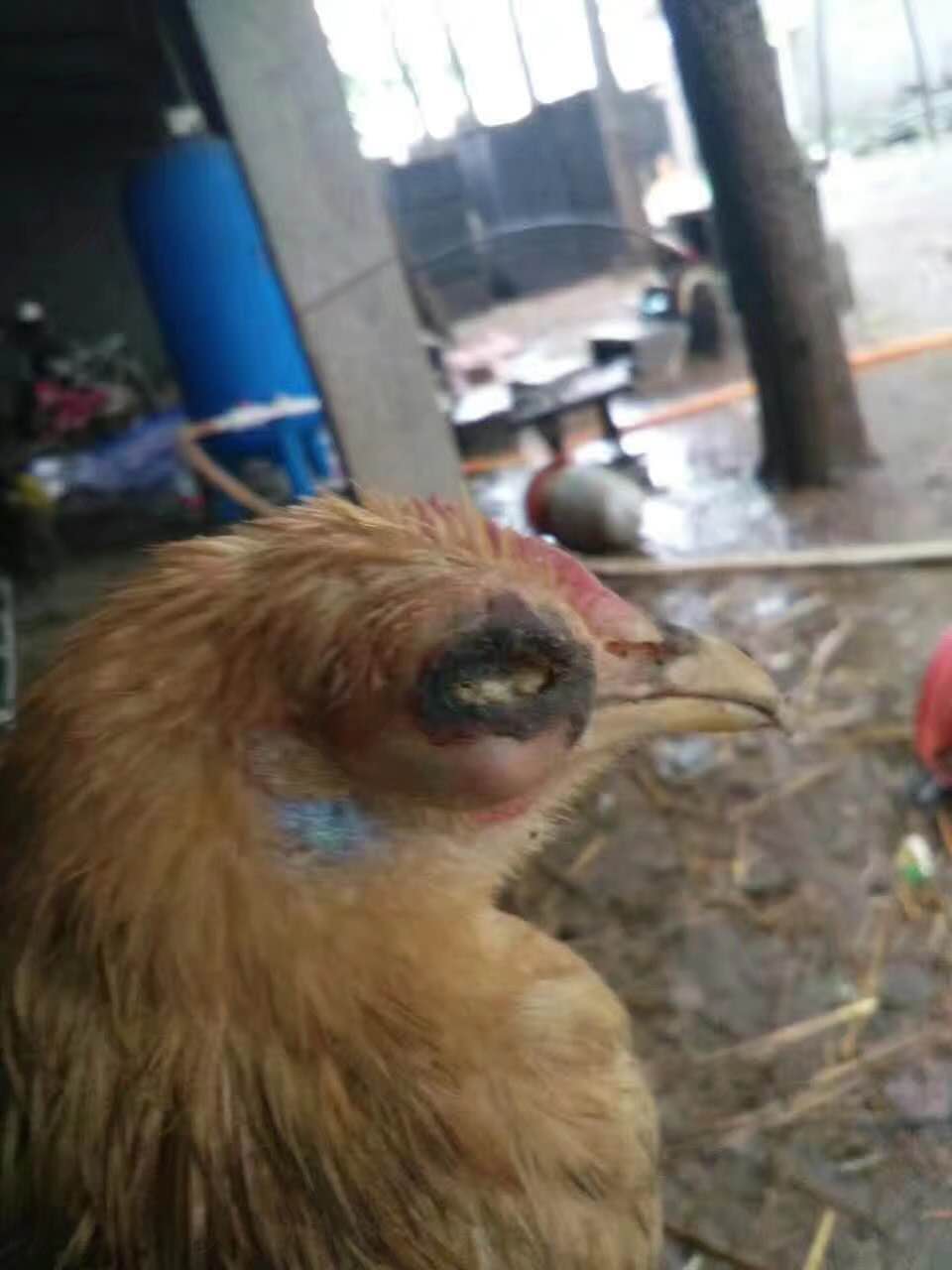 养鸡防治鸡病的方法,散养鸡得鸡痘怎么用药