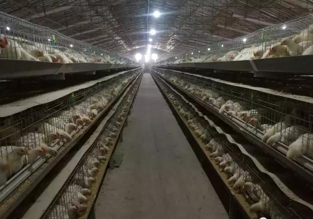 养鸡防治鸡病的方法,散养鸡得鸡痘怎么用药