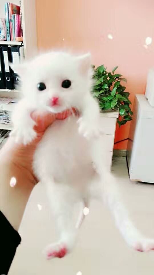 治疗失眠抑郁真正有效的药,失眠头疼等症状该怎么治