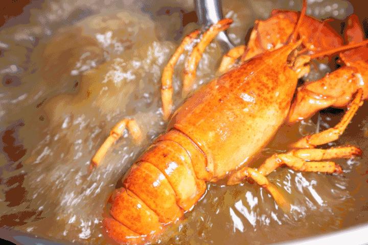 澳洲大龙虾400斤,澳洲大龙虾波士顿龙虾