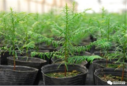 红豆杉出现黄叶怎么办,红豆杉黄叶是什么原因怎样防治