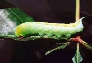 葡萄二星叶蝉虫害防治方法,葡萄的虫害有哪些