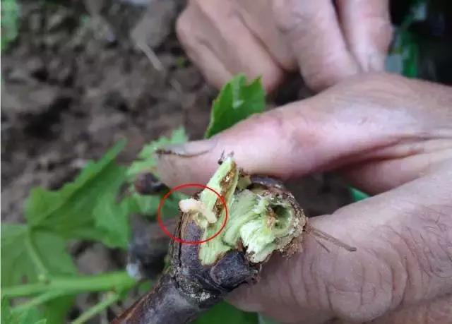 葡萄二星叶蝉虫害防治方法,葡萄的虫害有哪些