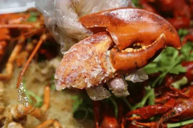 澳洲大龙虾400斤,澳洲大龙虾波士顿龙虾