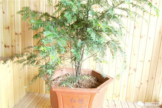 红豆杉出现黄叶怎么办,红豆杉黄叶是什么原因怎样防治