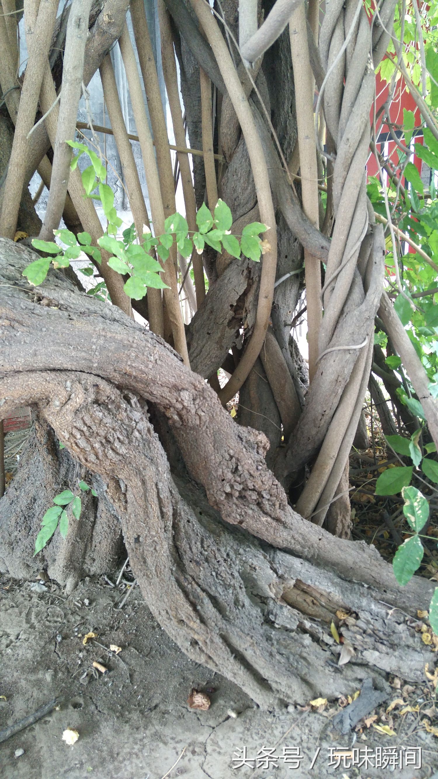 参观北京纪晓岚故居,从珠市口到纪晓岚故居