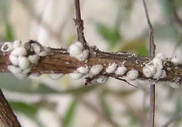 葡萄二星叶蝉虫害防治方法,葡萄的虫害有哪些