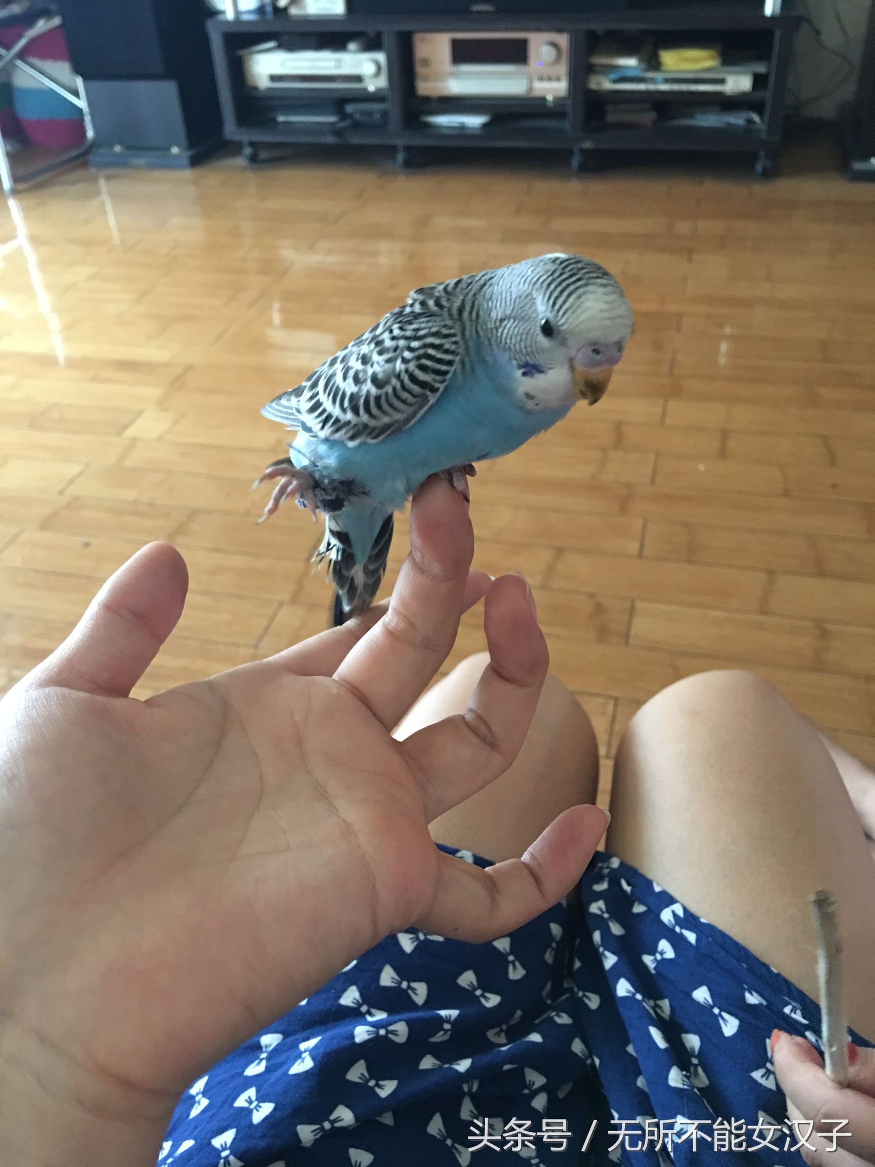 八字腿矫正后的鹦鹉,虎皮八字脚矫正几天