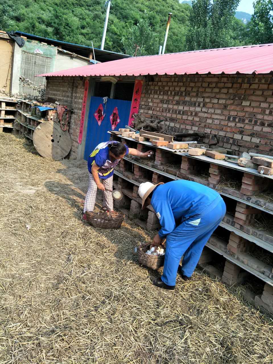 大蒜乌骨鸡,大蒜公鸡