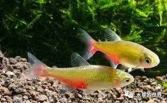 草缸最合适的灯科鱼,观赏草缸小鱼品种介绍