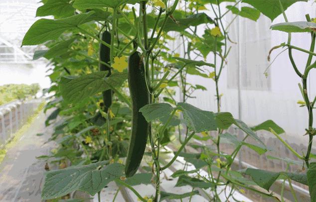 肇庆无动力亲子乐园,肇庆夏季亲子旅游推荐地方