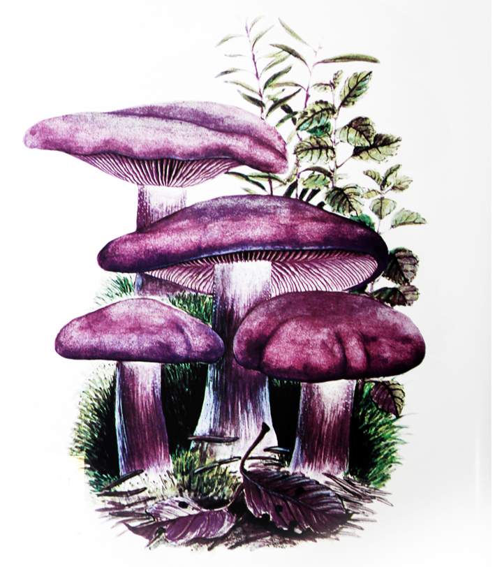 中药变废为宝,中药秘方大量流失