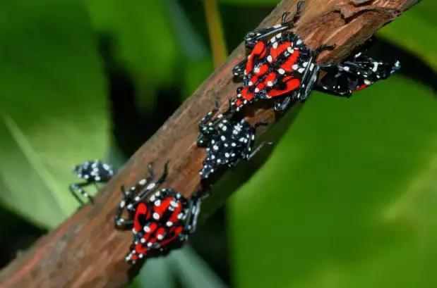 葡萄二星叶蝉虫害防治方法,葡萄的虫害有哪些