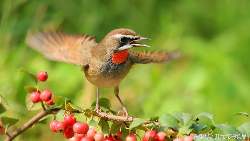靛颏鸟得病,靛颏鸟喘气怎么回事