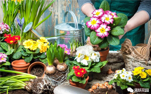 花一般是怎么养死的,养花新手必须知道的事