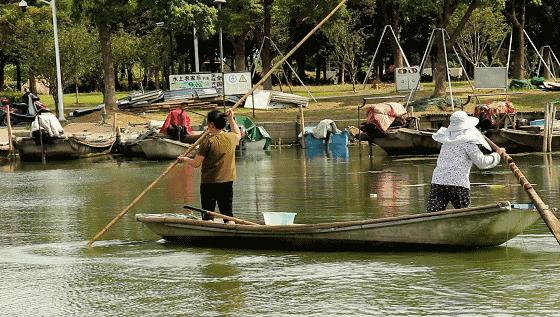 鲜冠阳澄湖大闸蟹,舌尖上的美味大闸蟹