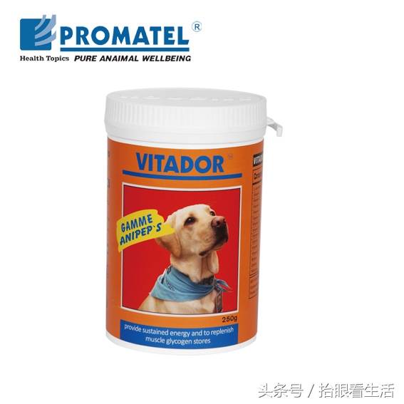 狗狗怀孕期间狗主人们要关注些什么？请爱护这位“准妈妈”