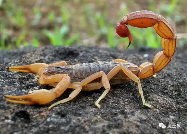 世界上最昂贵的液体排名,10种世界上最昂贵的液体