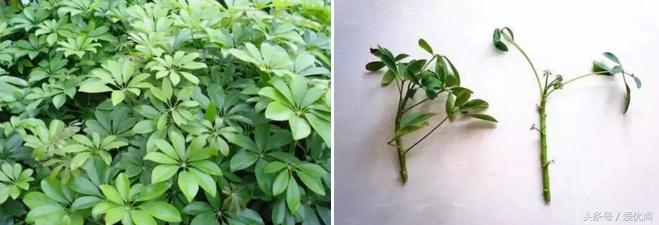 鸭脚木蔫了掉叶子怎么回事,鸭掌木枯枝怎么养