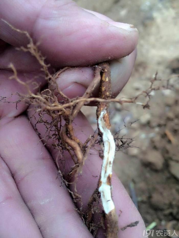 果树重金属中毒怎么办,果树锰中毒怎么办