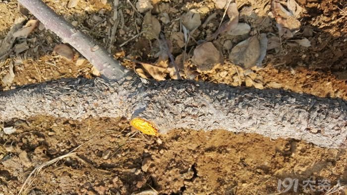 果树重金属中毒怎么办,果树锰中毒怎么办