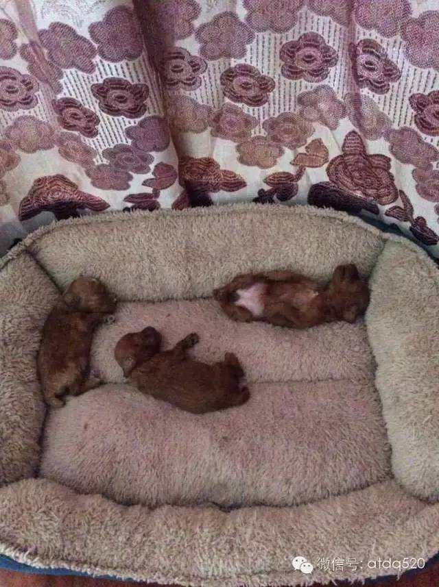 泰迪妈妈生了几个孩子,泰迪接生的过程