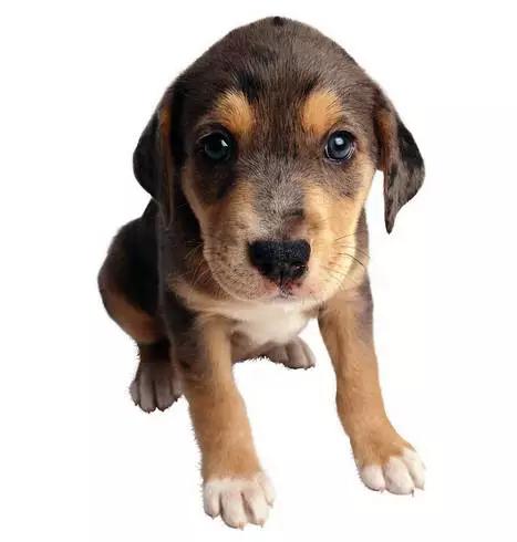 狗狗八字脚是怎么样的呢,狗狗八字脚