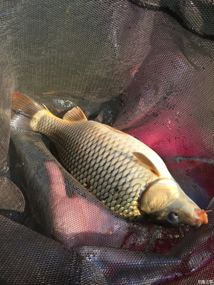 15尺武天k初试水