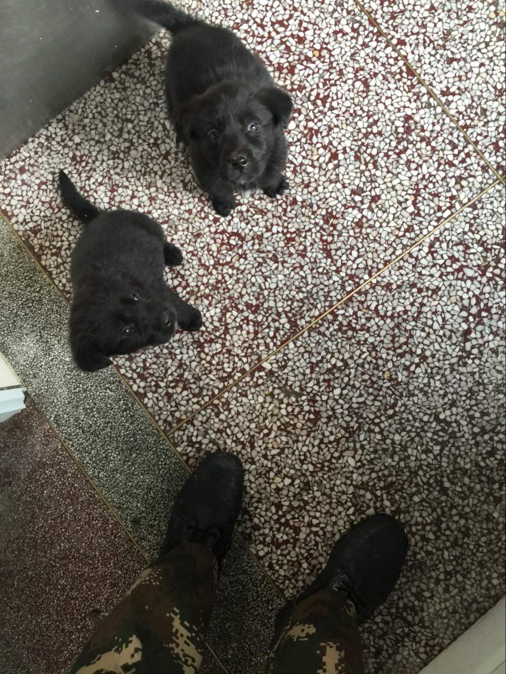 金毛生下来是黑的长大会变色吗,为啥金毛生的有黑的有黄的