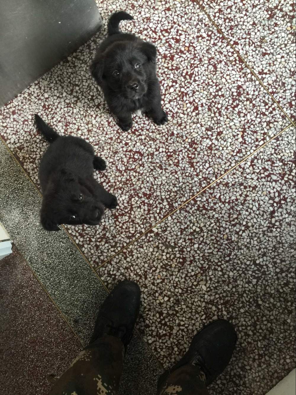 金毛生下来是黑的长大会变色吗,为啥金毛生的有黑的有黄的