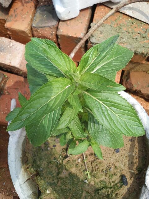 婴幼儿夏天什么治痱子好,夏天祛痱子最有效的方法