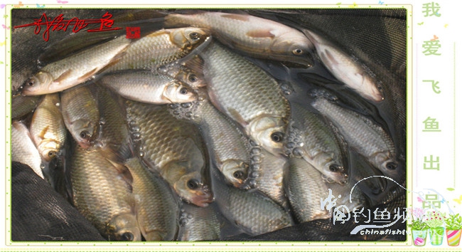 2016之我爱飞鱼觅得好钓点