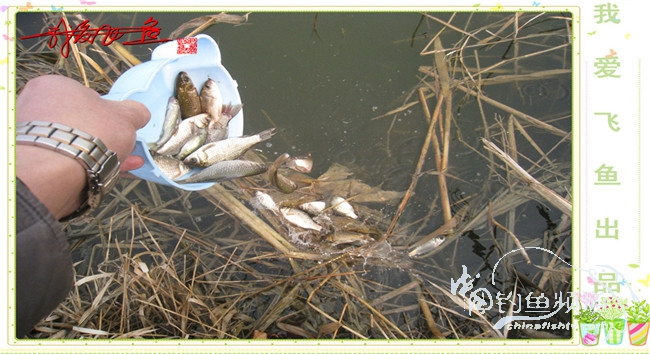 2016之我爱飞鱼觅得好钓点