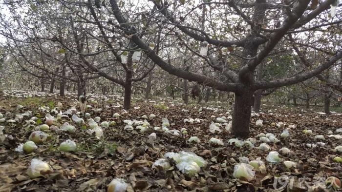 果树重金属中毒怎么办,果树锰中毒怎么办