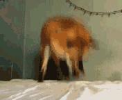 零皮草生活丨要优雅不要污（划掉）杀戮