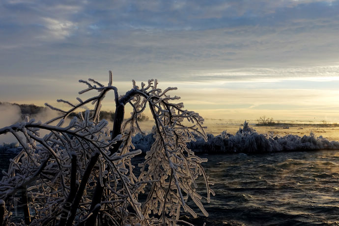 尼亚加拉珍稀冰酒,尼亚加拉冰葡萄酒