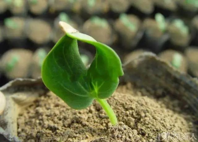 黄瓜用小苏打加红糖能防治病害,亮盾与阿米西达防治黄瓜病害