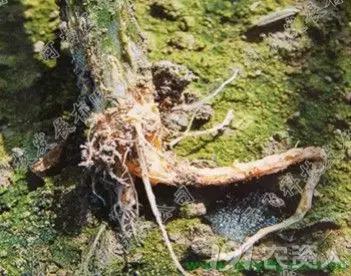 黄瓜用小苏打加红糖能防治病害,亮盾与阿米西达防治黄瓜病害