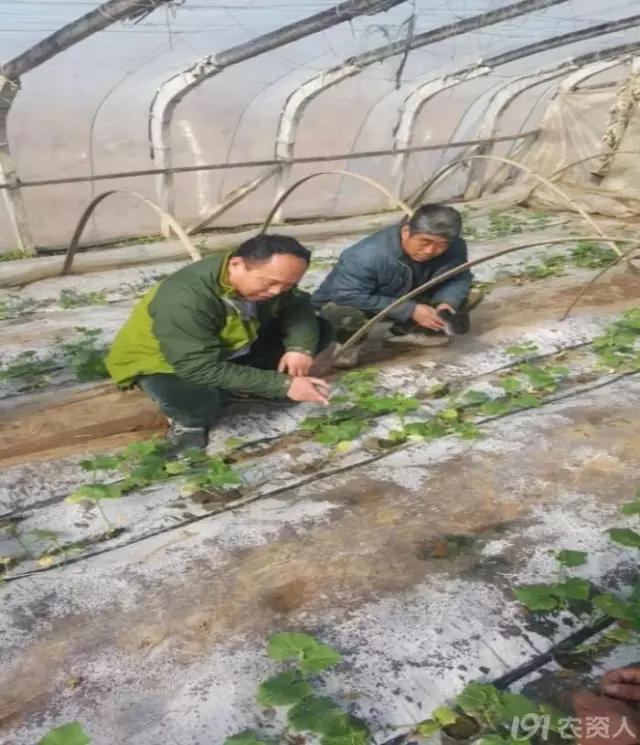 黄瓜用小苏打加红糖能防治病害,亮盾与阿米西达防治黄瓜病害