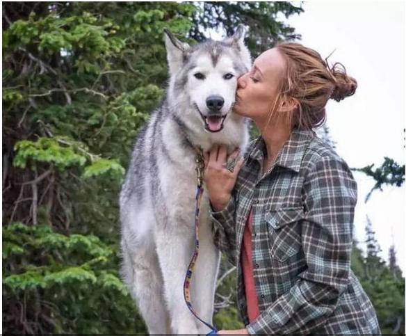 狗狗破坏东西如何教育,狗狗乱咬家具怎么办