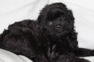 狗便便黑色不吃食怎么回事,狗爱拉屎怎么办