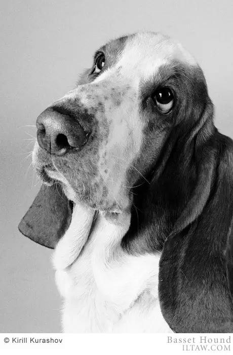 动物世界犬种-巴吉度猎犬