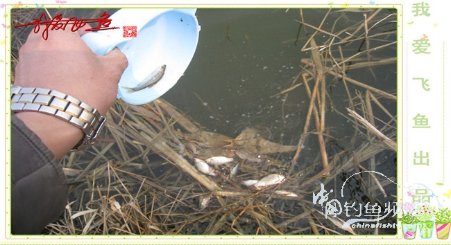 2016之我爱飞鱼觅得好钓点