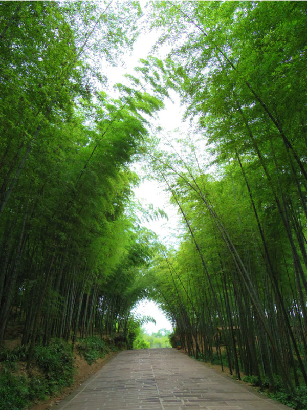 四川热天去哪玩凉快又好玩,四川竹海旅游推荐