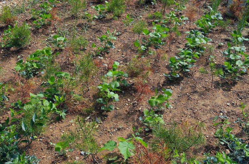 毁林开荒种地,毁林开荒种地案件的处理