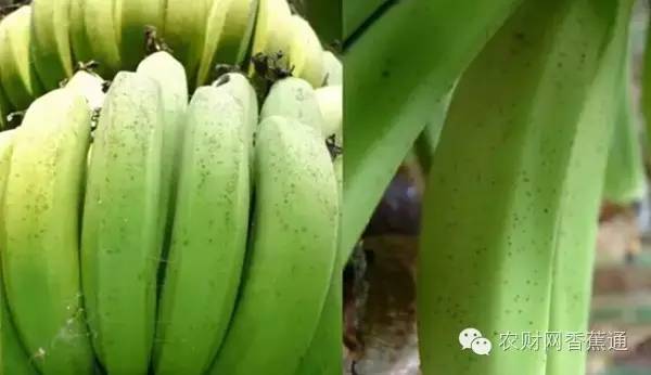 香蕉洗果及打果药技术,香蕉出果期打什么药