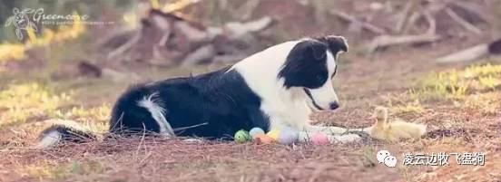 边牧粪便怎么清理,边牧怎么除掉皮屑